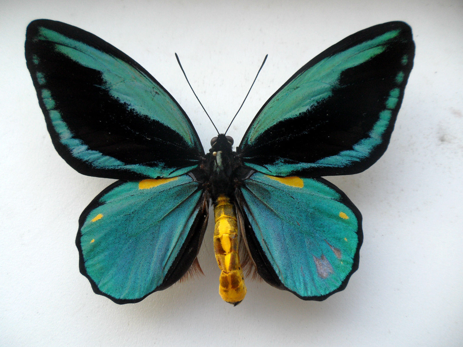 ORNITHOPTERA AESACUS MOSAIC GYNANDROMORPH 2 (Internet Image property of respective owner, non-commercial use only)
